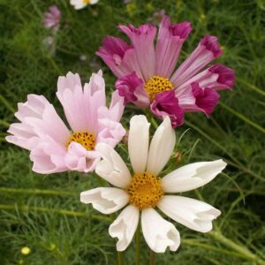 Flowers - Organic