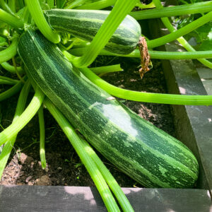 Cocozelle di Napoli Courgettes growing on the plant