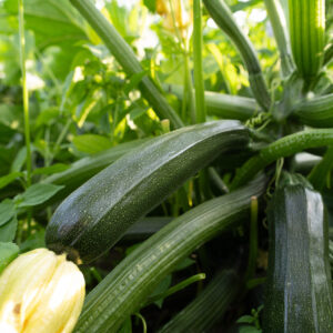 Dark green Spineless Beauty courgette growing on the plant with a yellow blossom