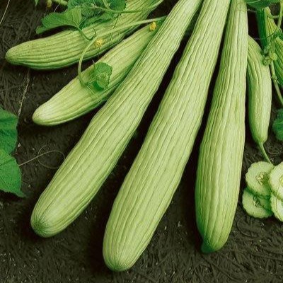 Cucumber Armenian Yard Long