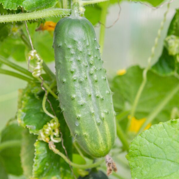 Cucumber Gherkin Piccolo Di Parigi