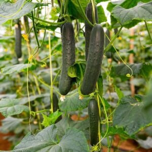 Spacemaster cucumbers growing on the plants with dark green, knobbly skin and bright green leafy foliage