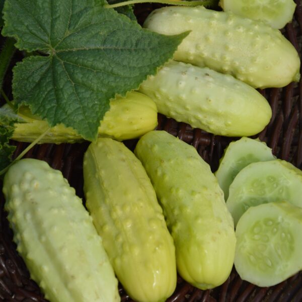 Cucumber - White Wonder Bianco Lungo - Image 2