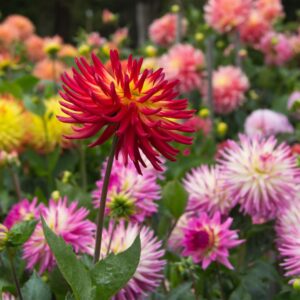 A mix of Cactus Dahlia flowers with spiky heads in red, yellow, pink, and orange