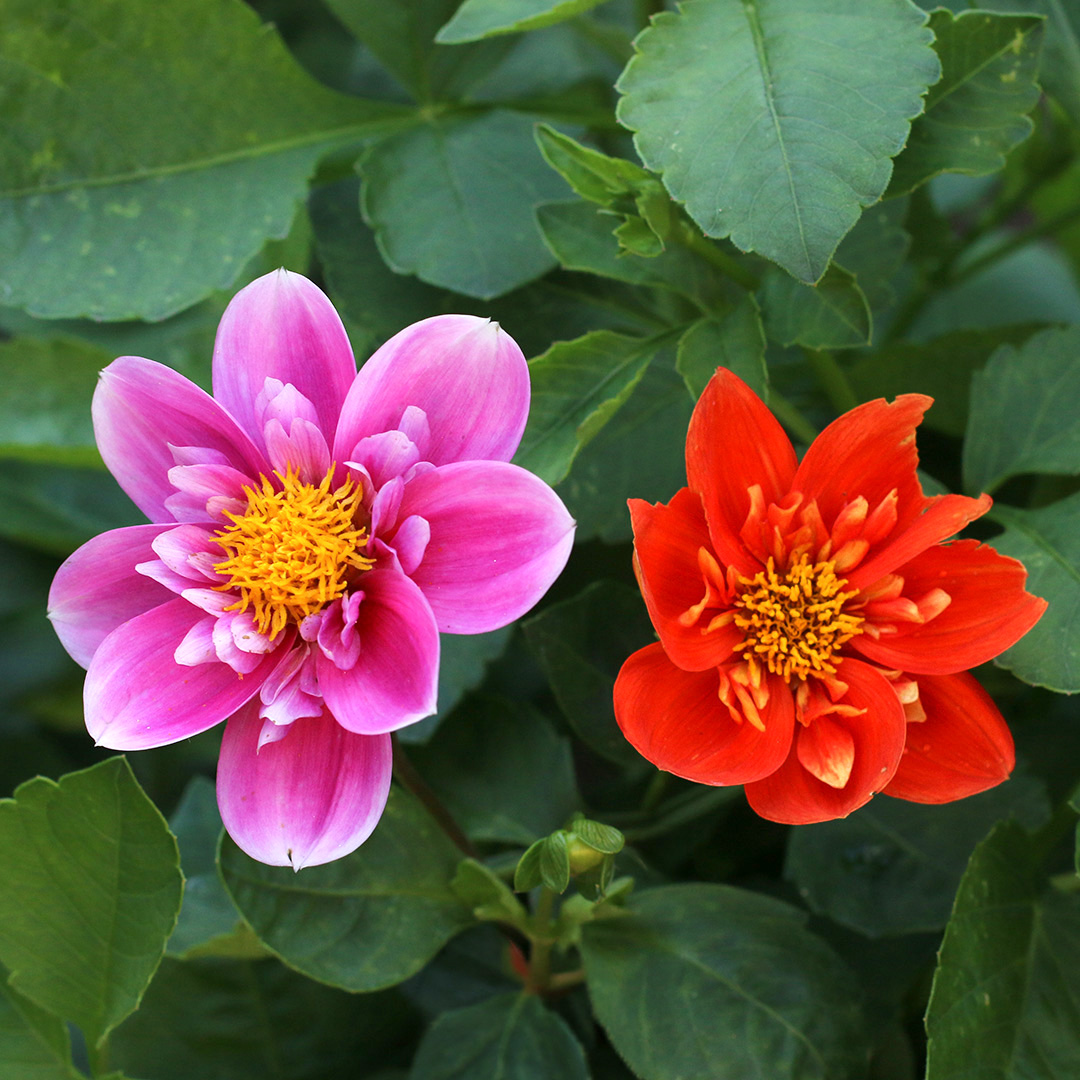 Dwarf Dandy Dahlia flowers in pink and red sitting prettily in amongst rich green foliage