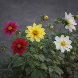 Dwarf Patio Mignon Dahlia flowers in red, pink, yellow, and white