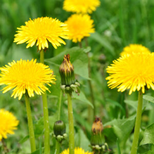 Dandelion
