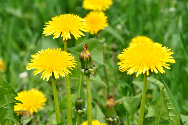 Dandelion