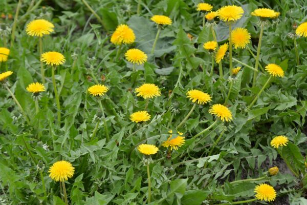 Dandelion - Image 2