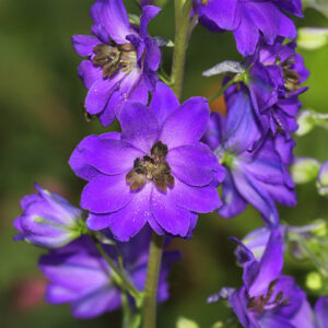Delphinium Dwarf Magic Fountain Series Dark Blue With Dark Bee