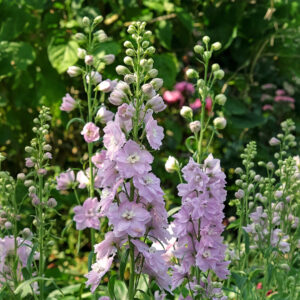 Pacific Giant Guinevere Delphinium flowers on tall stalks with pale pink purple lilac petals and white centres