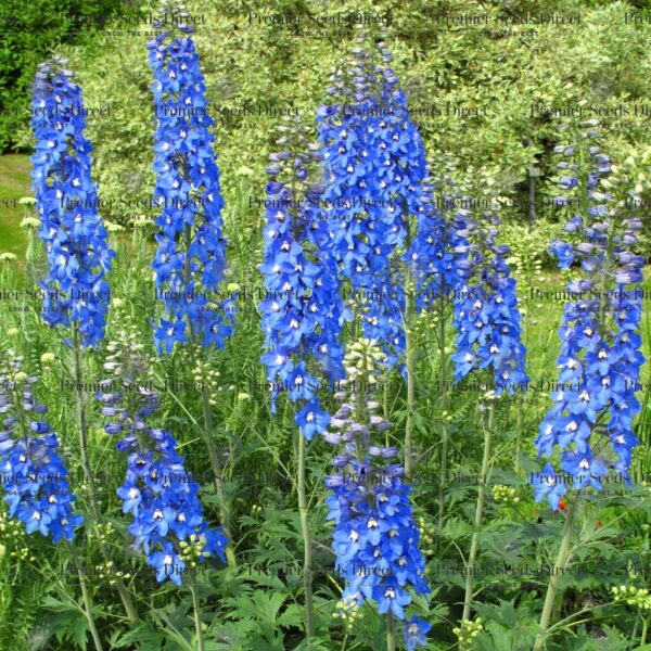 Delphinium Dwarf Magic Fountain Mixed | Delphinium | Premier Seeds ...