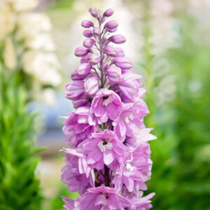 Delphinium Pacific Giant Astolat