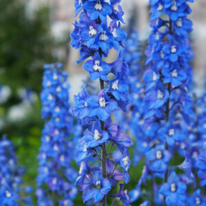 Striking bright blue Delphinium flowers of the Pacific Giant Blue Bird variety