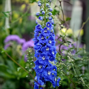 Delphinium Pacific Giant Blue Bird