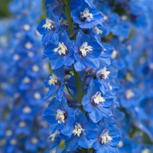 Delphinium Pacific Giant Summer Skies