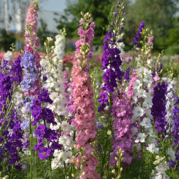 Delphinium Larkspur