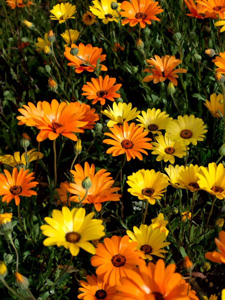 African Daisy Dimorphotheca | African Daisy | Premier Seeds Direct Ltd