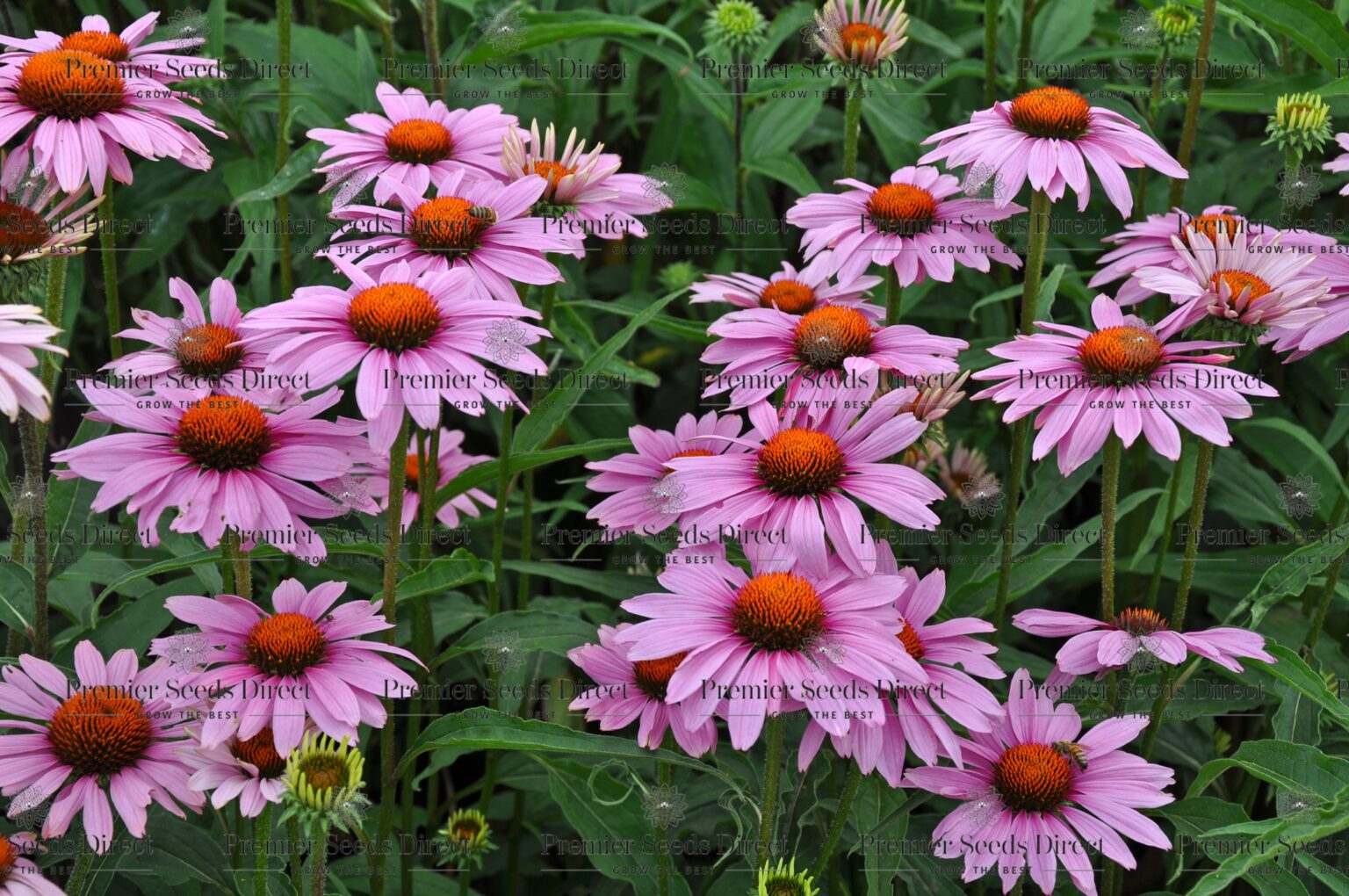 Echinacea Coneflower Bravado Flowers Premier Seeds Direct ltd