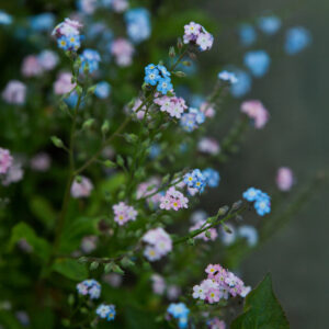 Forget-Me-Not (Myosotis alpestris) Mix