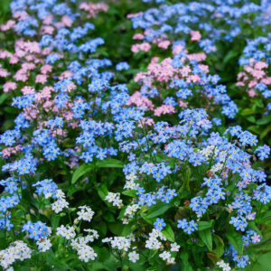 Forget Me Not (Myosotis) Seeds