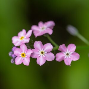 Forget-Me-Not (Myosotis alpestris) Rose