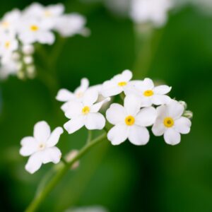 Forget-Me-Not (Myosotis alpestris) White