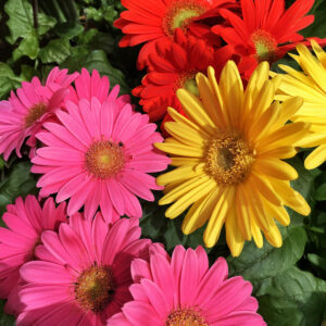 Gerbera Jamesonii Hybrids Mix