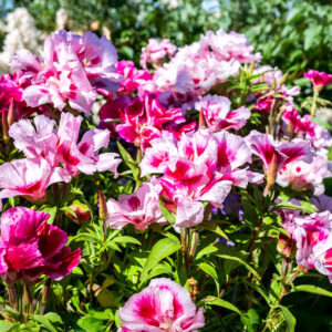 Godetia whitneyi (Clarkia amoena) Azalea Double Mix