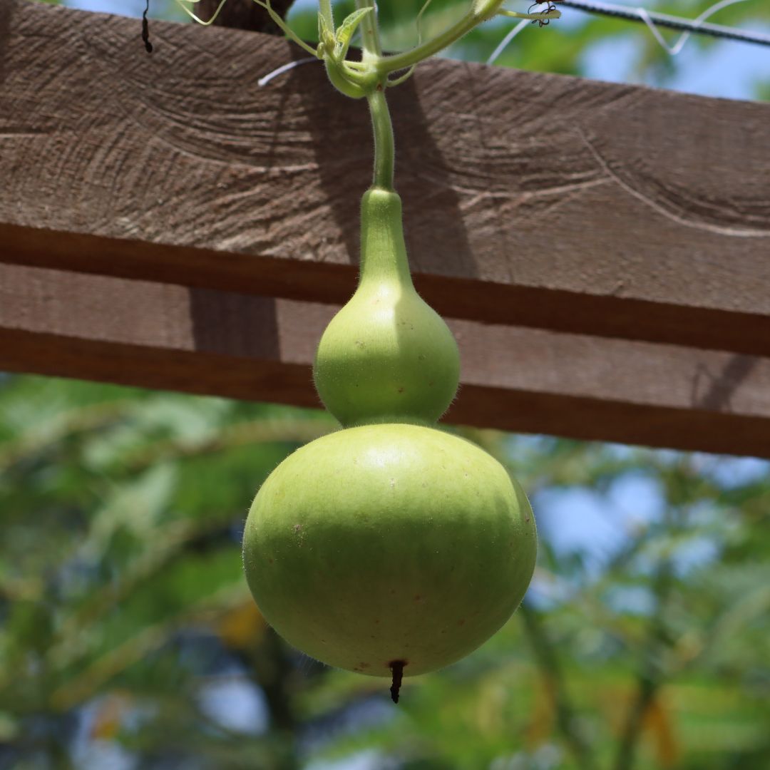 A green Birdhouse Gourd growing on the plant hanging from a wooden trellis
