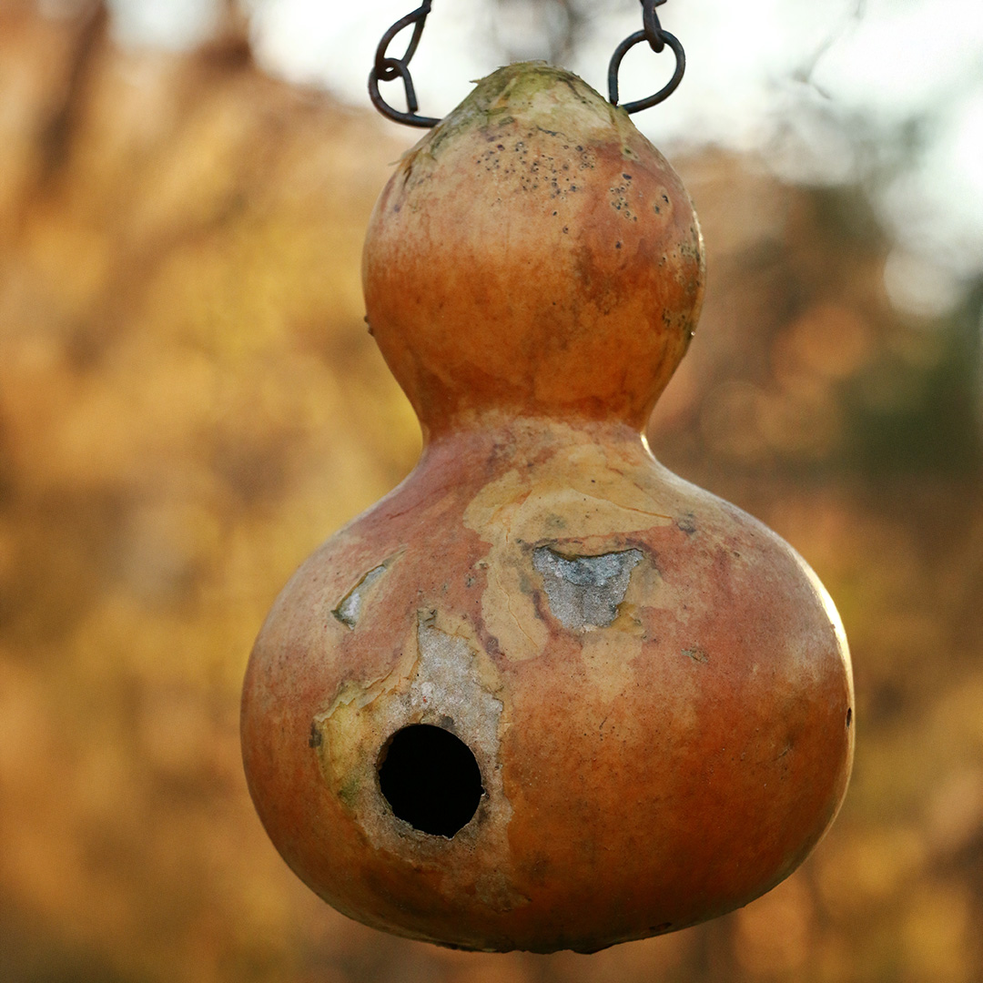 A hollowed out brown Birdhouse Gourd hanging from a tree in autumnal colours