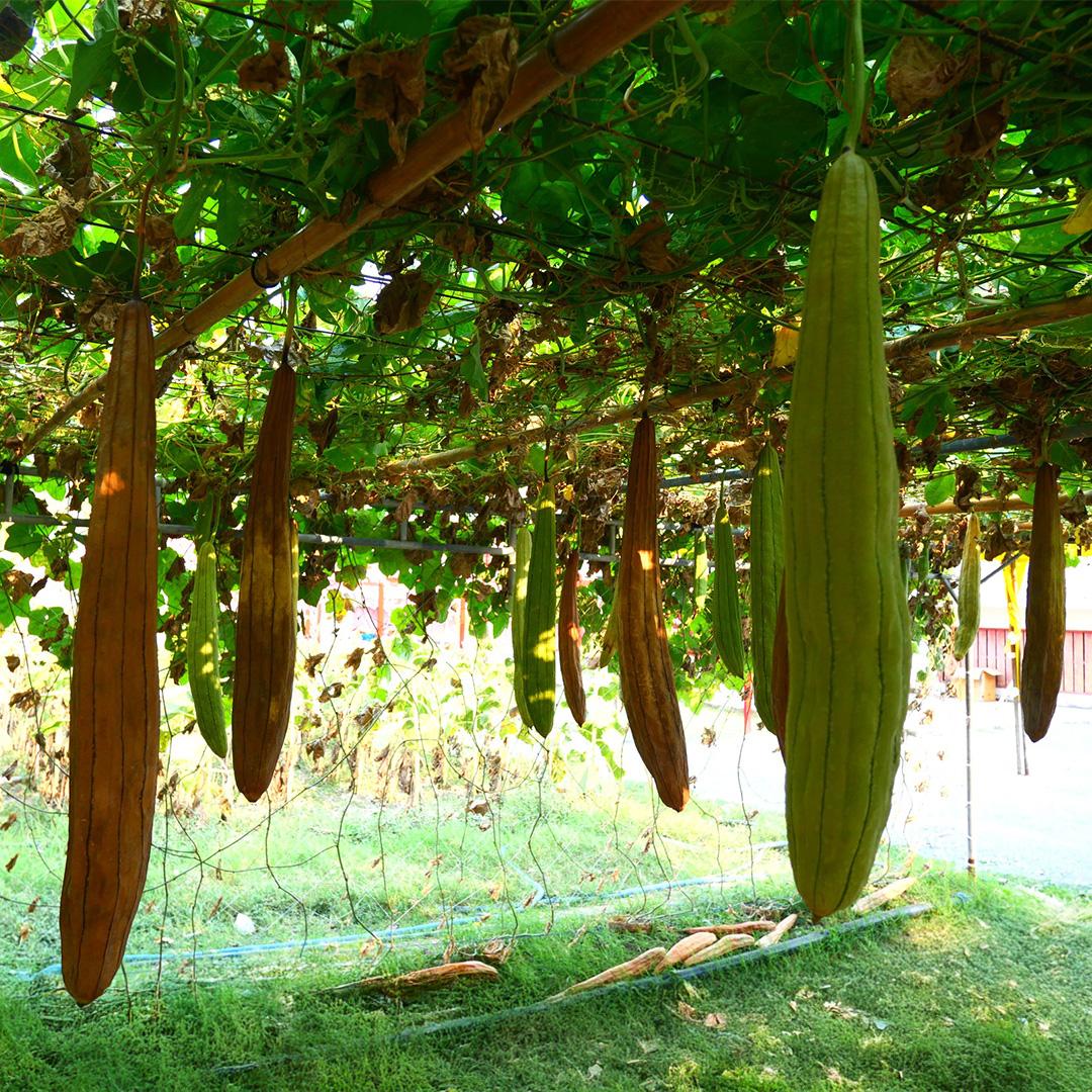 Luffa Sponge Gourds growing on the plant and hanging from a trellis with leafy foliage in different stages of ripeness from green to brown