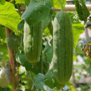 Long green Luffa Sponge Gourds growing on the plant with leafy foliage