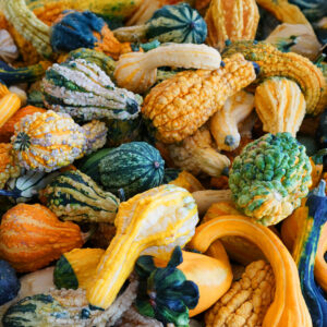 Small Mixed Ornamental Gourds in a variety of yellow, green, orange, and black