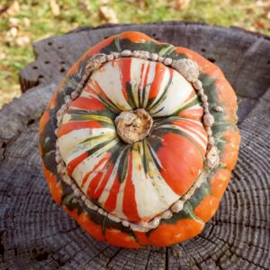 Freshly harvested Turk's Turban Gourd Squash in orange, cream, and green stripes on a tree stump