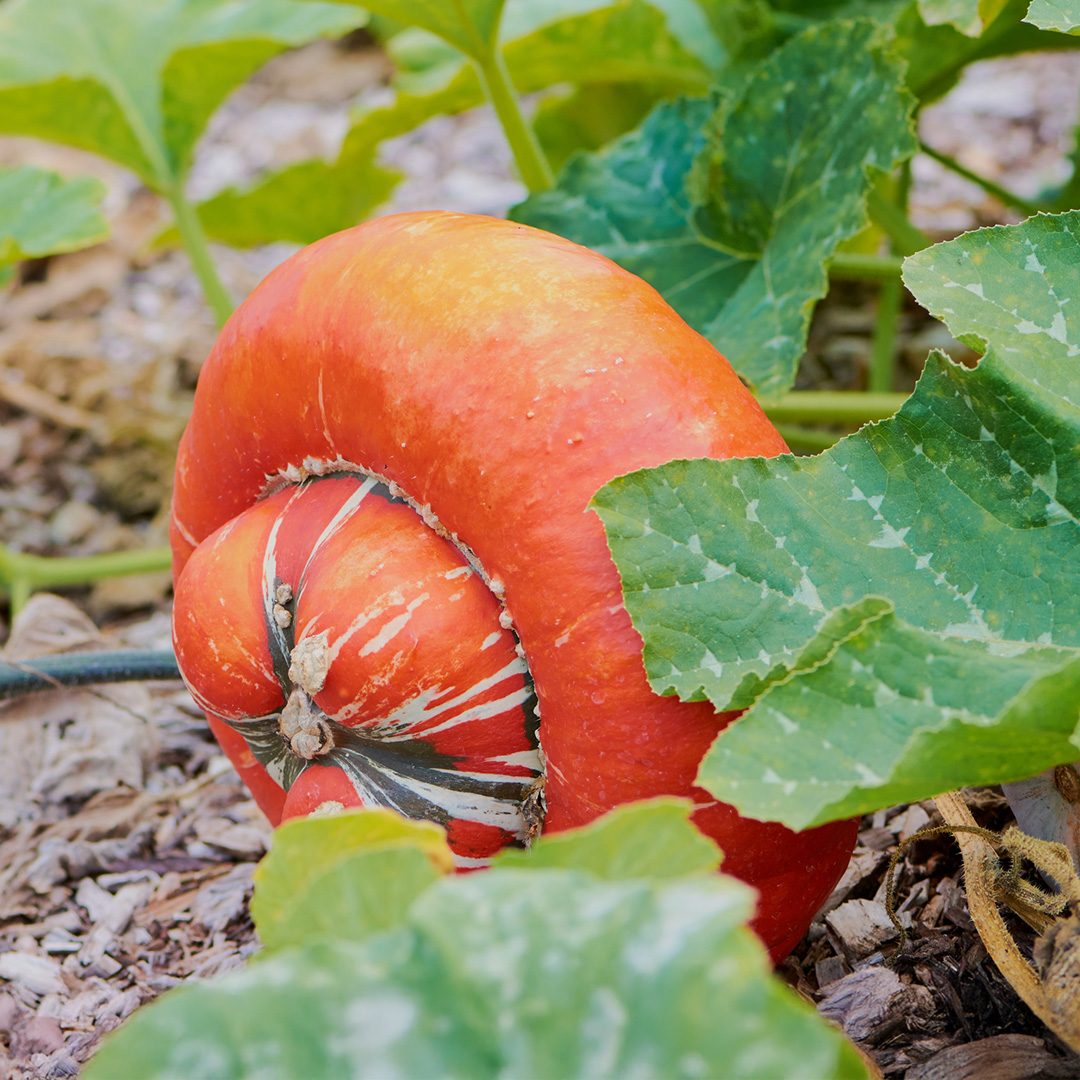 Turk's Turban Gourd Squash in orange, cream, and green stripes growing on the plant