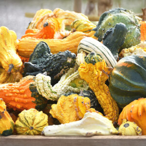 A mix of Warty Gourds in a range of white, cream, yellow, orange, and green