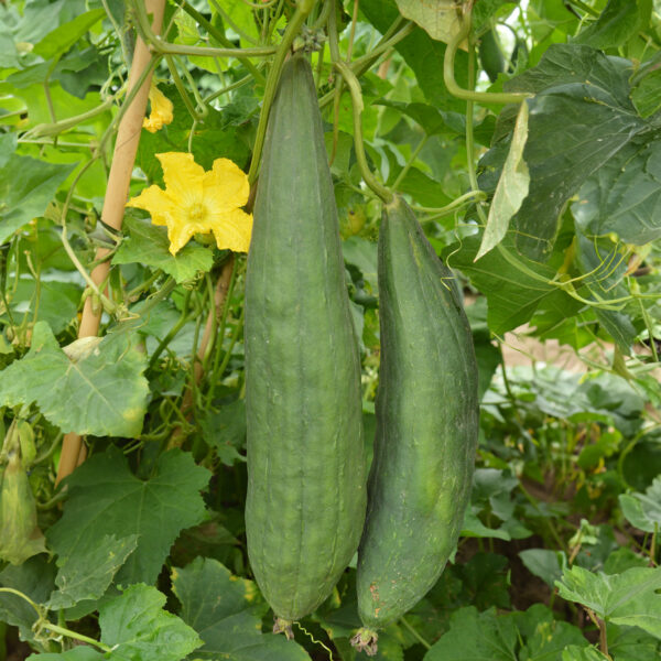 Gourd Luffa Sponge - Image 2