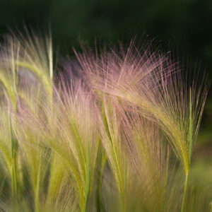 Ornamental Grass - Hordeum Jubatum