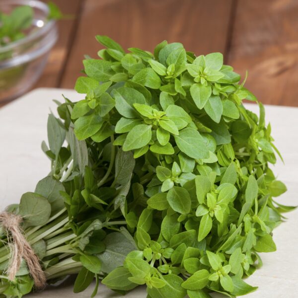 Herb Basil Dwarf Greek