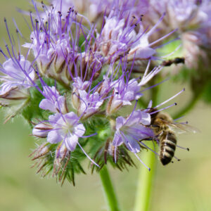 Green Manure Phacelia Tanacetifolia
