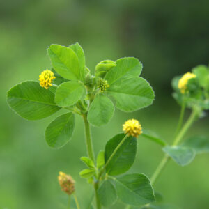 Green Manure Trefoil