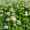 Green Manure White Clover - Image 2