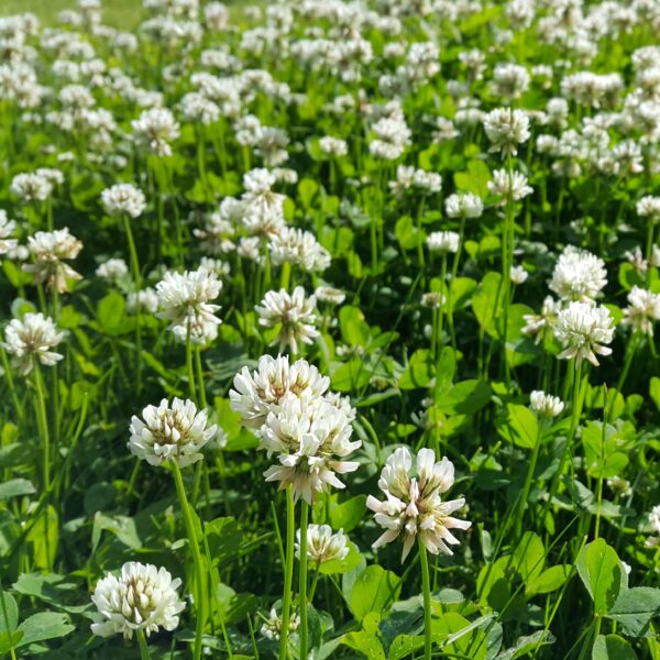 Green Manure White Clover - Image 2