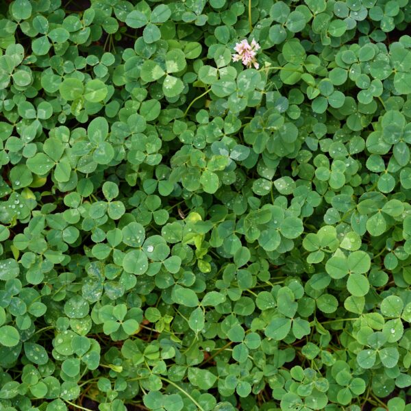 Green Manure White Clover - Image 3