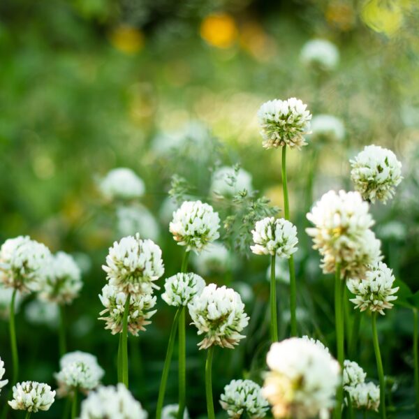 Green Manure White Clover