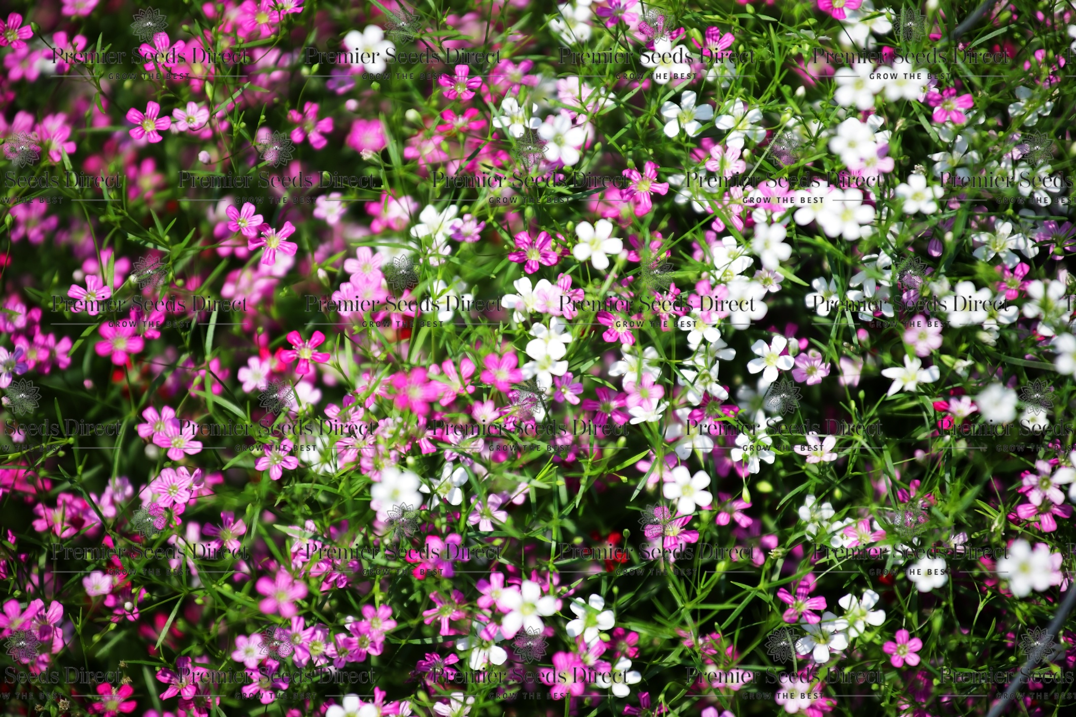 Gypsophila Elegans Mixed seeds | Flowers | Premier Seeds Direct ltd