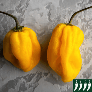 Hot Chilli Pepper Habanero Yellow Very Hot