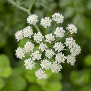 Herb Anise Pimpinella Anisum