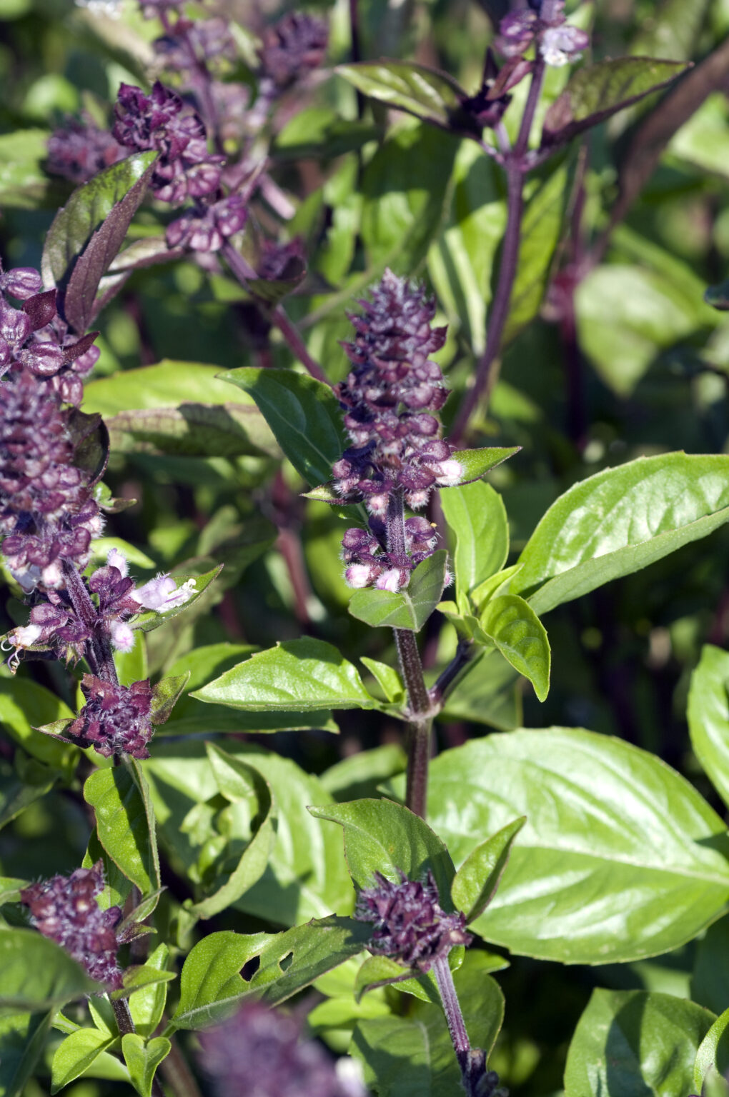 Herb Basil Cinnamon | Herbs | Premier Seeds Direct ltd